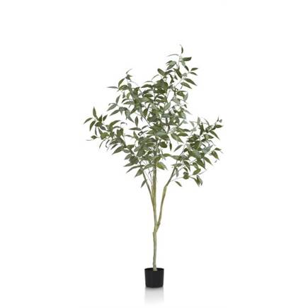 Coco Maison Eucalypthus Tree plant H195cm